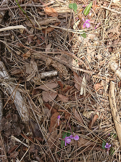 恒例のECOWAYの森 森林整備活動に参加しました